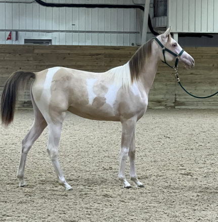 HorseID: 2305824 KA Champagne Illusion - PhotoID: 1089362