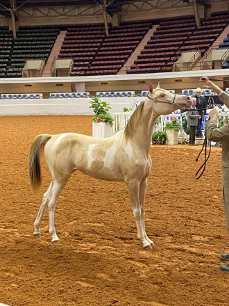 HorseID: 2305824 KA Champagne Illusion - PhotoID: 1089363