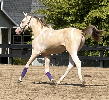 HorseID: 2305824 KA Champagne Illusion - PhotoID: 1089364