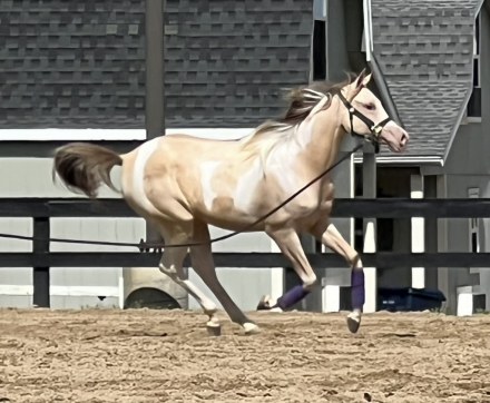 HorseID: 2305824 KA Champagne Illusion - PhotoID: 1089365