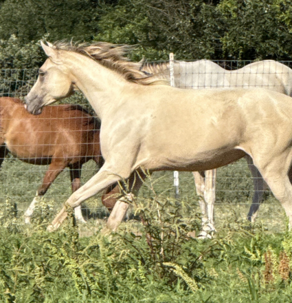 HorseID: 2305826 KA Champagne Au Lait - PhotoID: 1089358