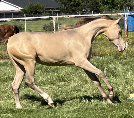 HorseID: 2305826 KA Champagne Au Lait - PhotoID: 1089359