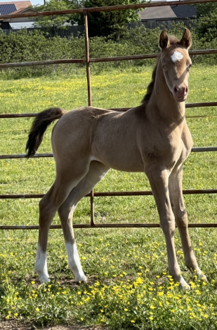 HorseID: 2305826 KA Champagne Au Lait - PhotoID: 1089360