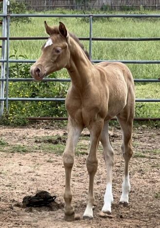 HorseID: 2305826 KA Champagne Au Lait - PhotoID: 1089361