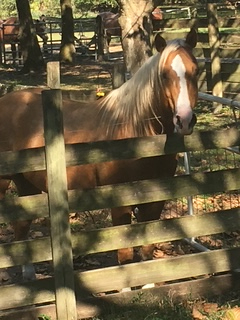 HorseID: 2305831 IN HONOR OF VERSA STAR - PhotoID: 1089376