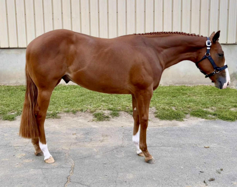 HorseID: 2305832 Thee Punch Line - PhotoID: 1089368