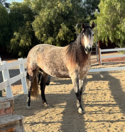 HorseID: 2305833 Hermosa Herencina - PhotoID: 1089369