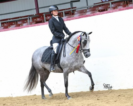 HorseID: 2305833 Hermosa Herencina - PhotoID: 1089372