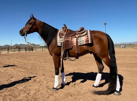 HorseID: 2305834 AAI Zaheen - PhotoID: 1089373