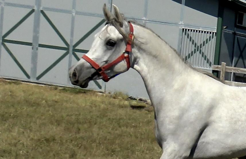 HorseID: 2305835 HC Abla IL Sahara - PhotoID: 1089378