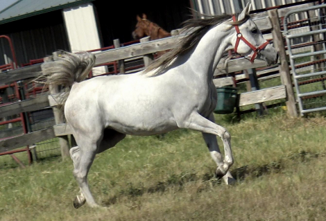 HorseID: 2305835 HC Abla IL Sahara - PhotoID: 1089379