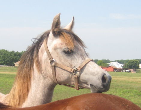 HorseID: 2305835 HC Abla IL Sahara - PhotoID: 1089380