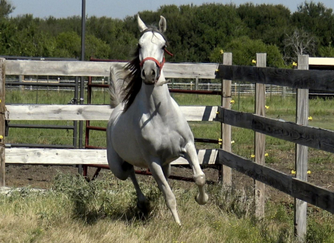 HorseID: 2305835 HC Abla IL Sahara - PhotoID: 1089381