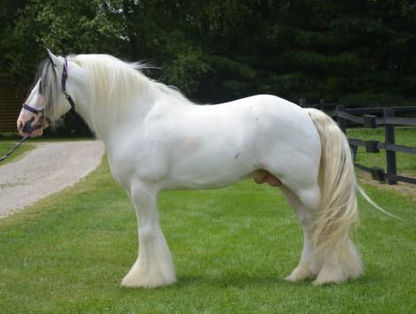 HorseID: 2305836 gypsy elite zorro n'co. - PhotoID: 1089382