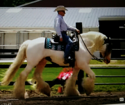 HorseID: 2305836 gypsy elite zorro n'co. - PhotoID: 1089383