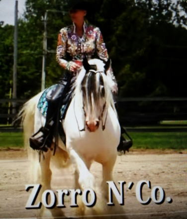 HorseID: 2305836 gypsy elite zorro n'co. - PhotoID: 1089384