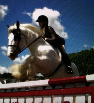 HorseID: 2305836 gypsy elite zorro n'co. - PhotoID: 1089385