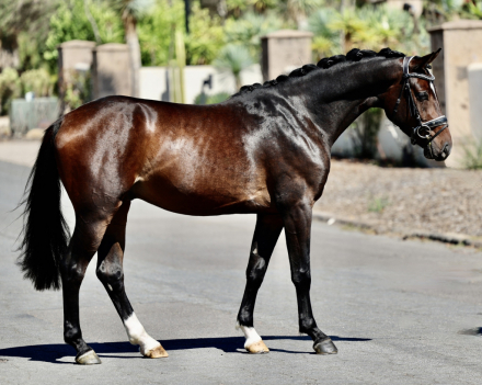 HorseID: 2305839 Divine EDI - PhotoID: 1089388