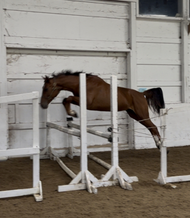 HorseID: 2305851 Rigatoni - PhotoID: 1089394