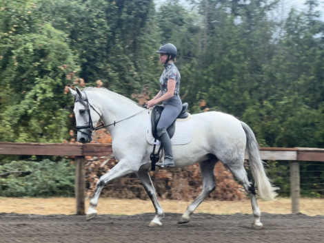 HorseID: 2305858 Paparazzi AK - PhotoID: 1089415