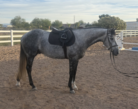 HorseID: 2305859 Surfer Blake - PhotoID: 1089417