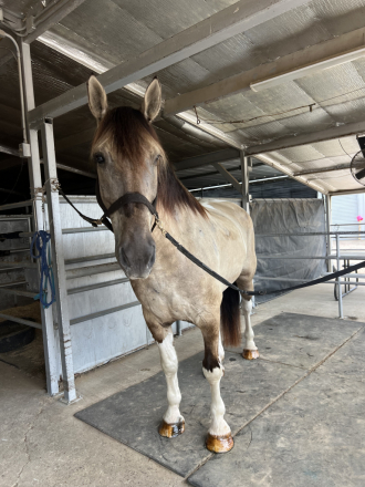 HorseID: 2305861 Duke - PhotoID: 1089418