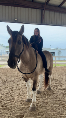 HorseID: 2305861 Duke - PhotoID: 1089421