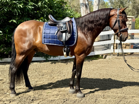 HorseID: 2305864 El Tesoro Secreto - PhotoID: 1089425