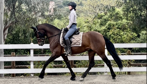 HorseID: 2305864 El Tesoro Secreto - PhotoID: 1089426