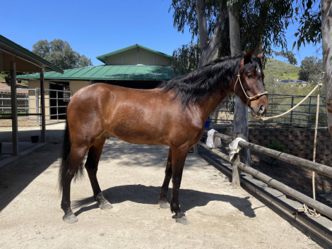 HorseID: 2305864 El Tesoro Secreto - PhotoID: 1089427