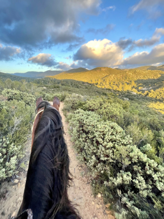 HorseID: 2305864 El Tesoro Secreto - PhotoID: 1089428