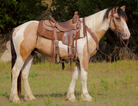 HorseID: 2305867 Ranger - PhotoID: 1089433