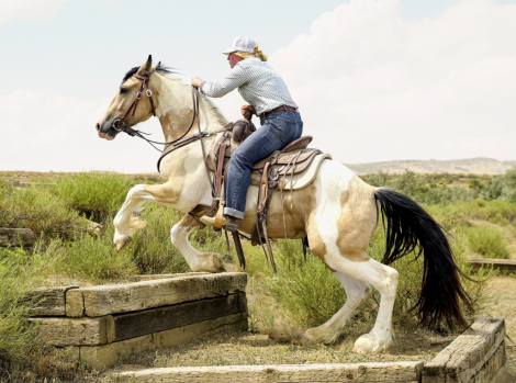 HorseID: 2305867 Ranger - PhotoID: 1089434