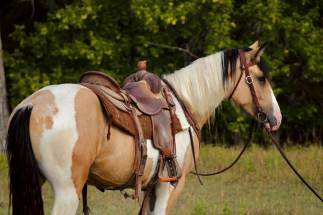 HorseID: 2305867 Ranger - PhotoID: 1089435