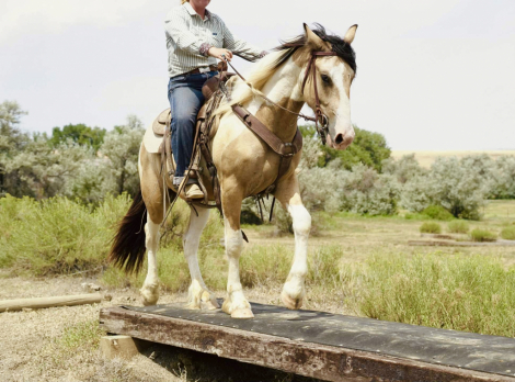 HorseID: 2305867 Ranger - PhotoID: 1089436