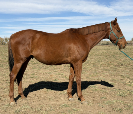 HorseID: 2305872 Cooper - PhotoID: 1089439