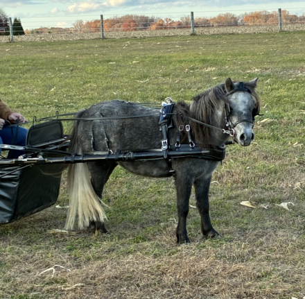 HorseID: 2305876 CMC Jacob’s Black Eyed Susan - PhotoID: 1089441