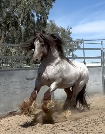 HorseID: 2305880 Thorn Hill Whiskeys Flame - PhotoID: 1089442