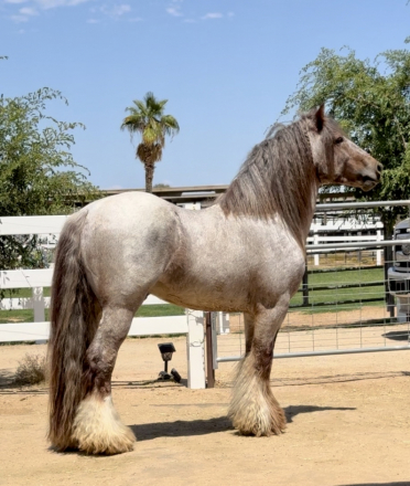 HorseID: 2305880 Thorn Hill Whiskeys Flame - PhotoID: 1089443