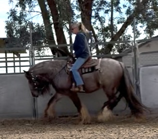 HorseID: 2305880 Thorn Hill Whiskeys Flame - PhotoID: 1089444