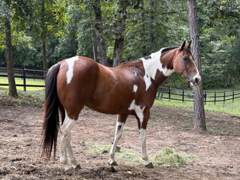 HorseID: 2305888 Confirmed Bandit - PhotoID: 1089455