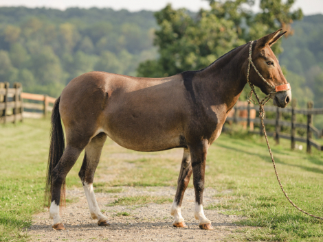 HorseID: 2305897 Waffles - PhotoID: 1089457