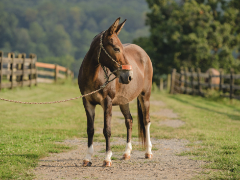 HorseID: 2305897 Waffles - PhotoID: 1089458