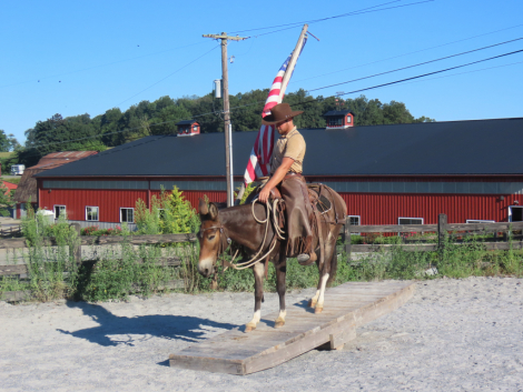 HorseID: 2305897 Waffles - PhotoID: 1089459