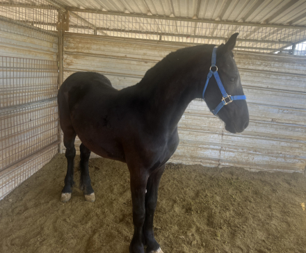 HorseID: 2305901 F.Rolex - PhotoID: 1089465