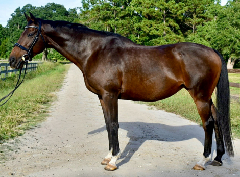 HorseID: 2305904 Feather Fund - PhotoID: 1089466