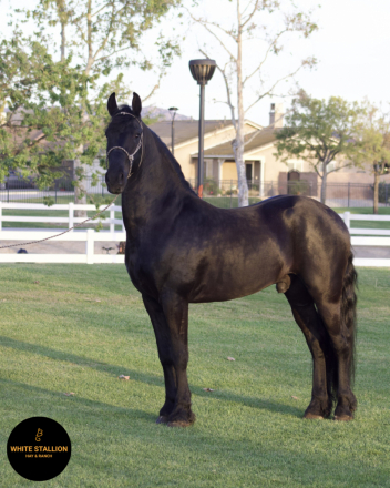 HorseID: 2305905 Prometido - PhotoID: 1089467