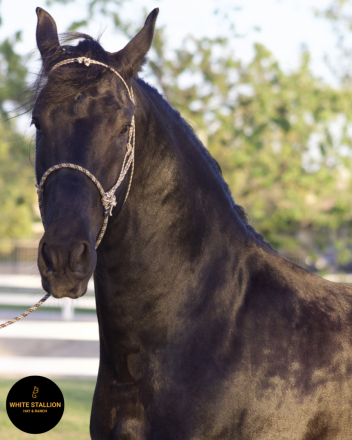 HorseID: 2305905 Prometido - PhotoID: 1089468