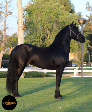 HorseID: 2305905 Prometido - PhotoID: 1089469