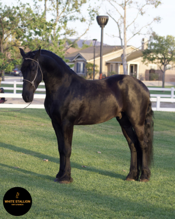 HorseID: 2305905 Prometido - PhotoID: 1089470